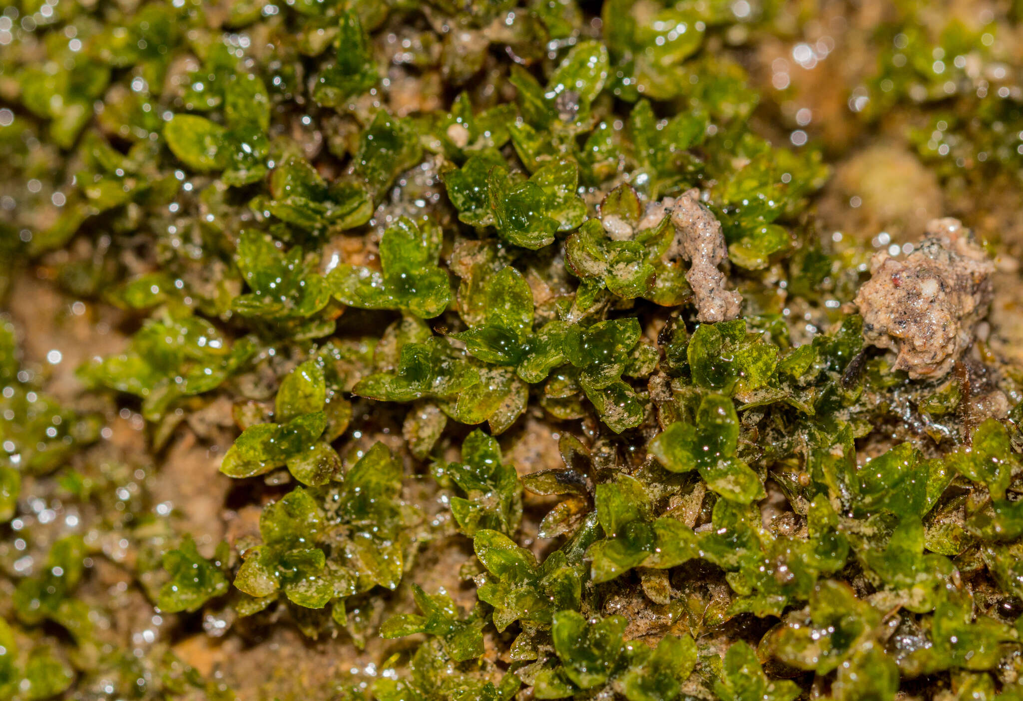 Image of crumia moss