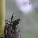 Image of Yellow-fronted Barbet