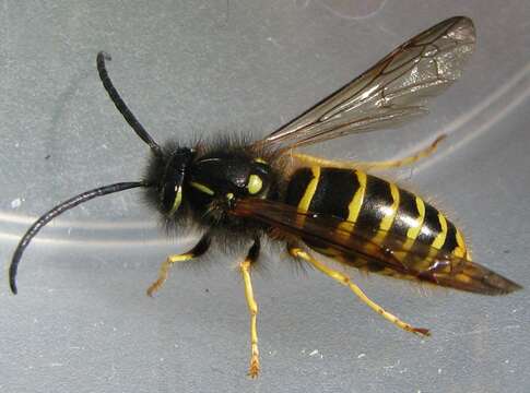 Image of Common wasp