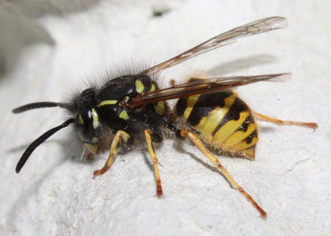 Image of Common wasp