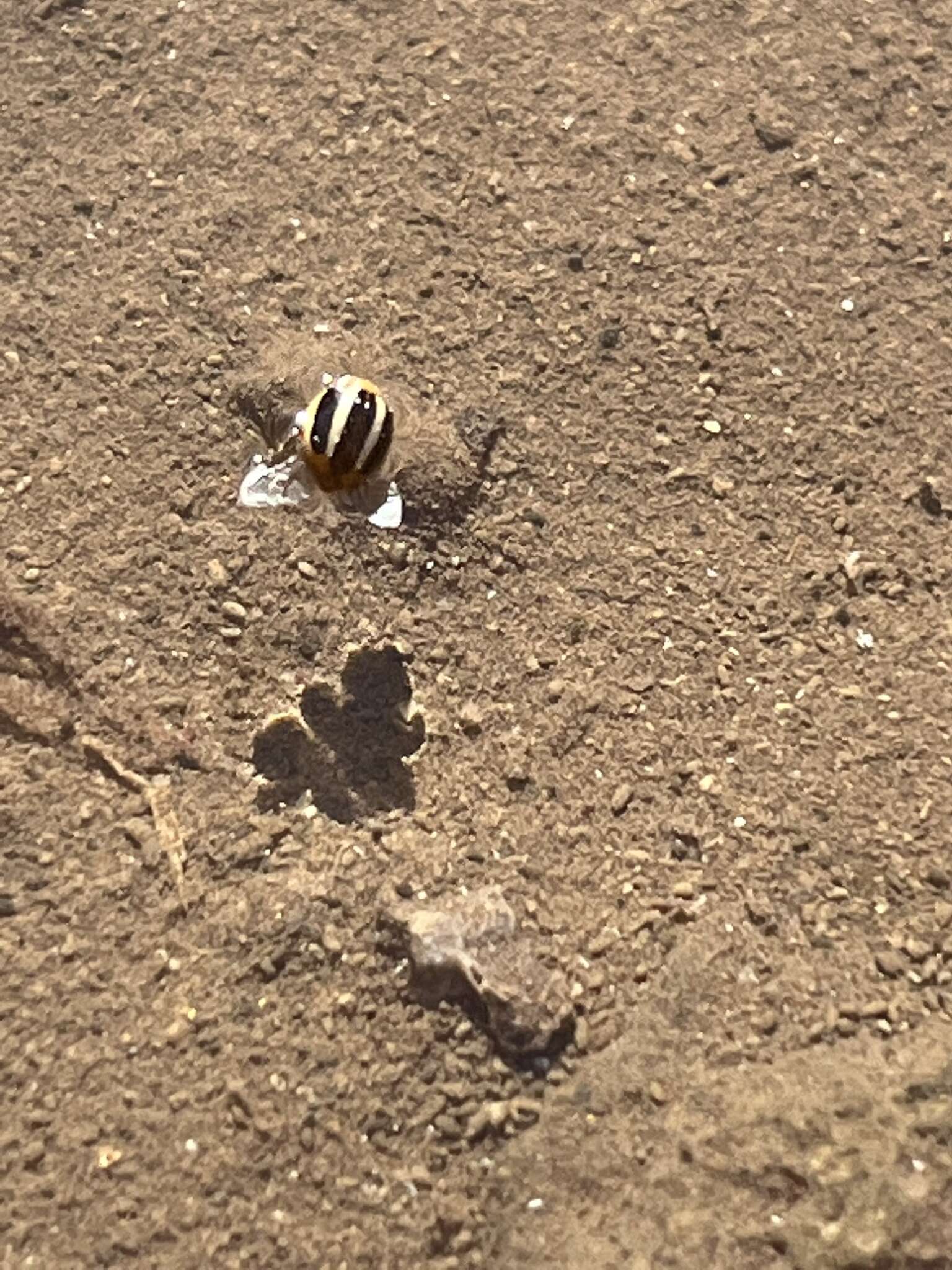 Image of Threestriped lady beetle