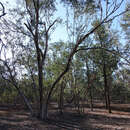 Imagem de Eucalyptus albens Miq.