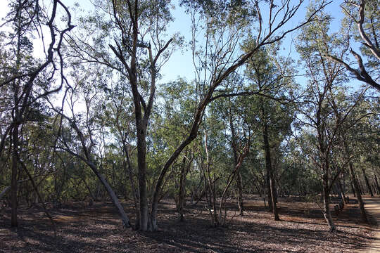 Слика од Eucalyptus albens Miq.