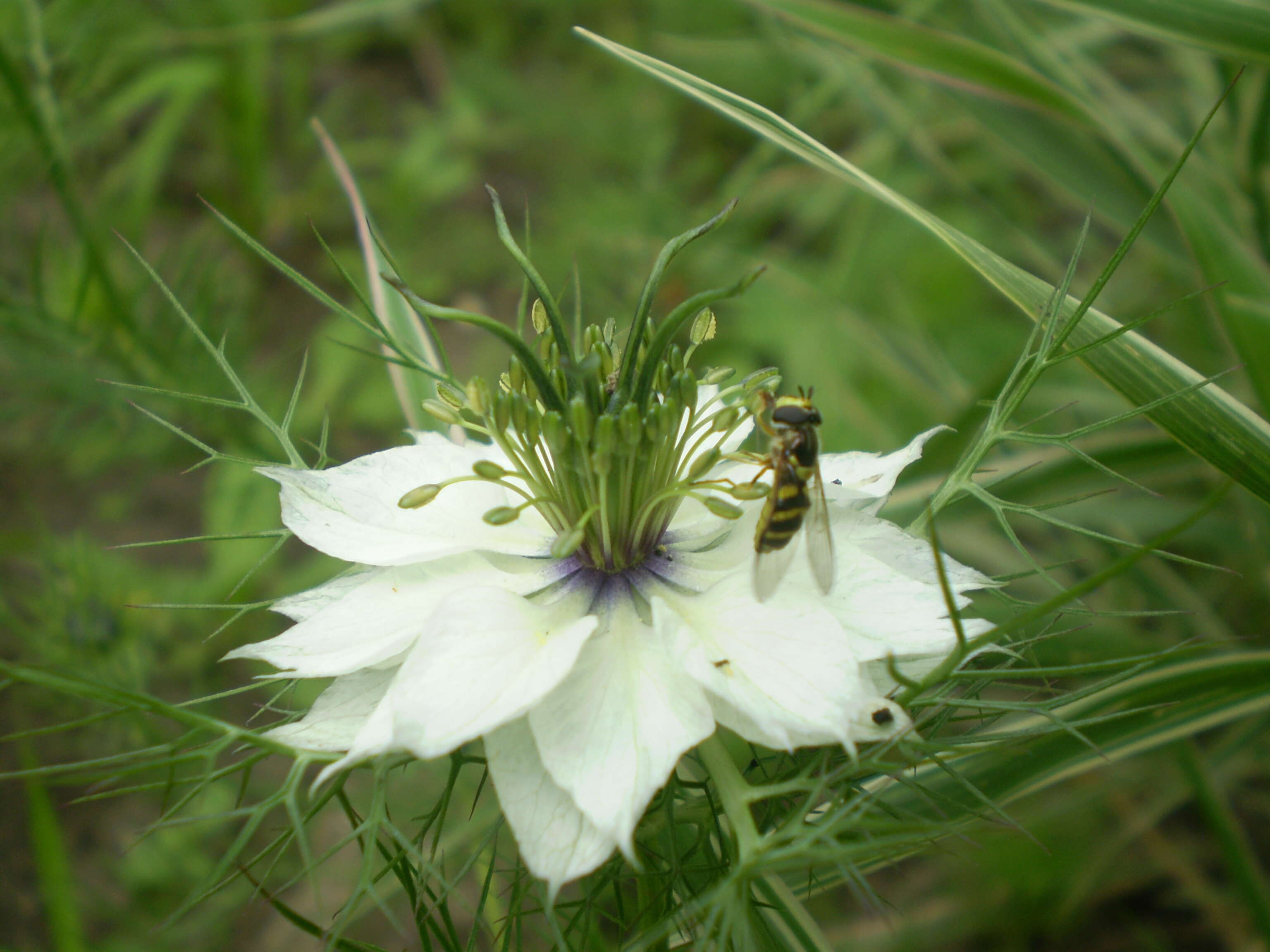 Image of devil in the bush