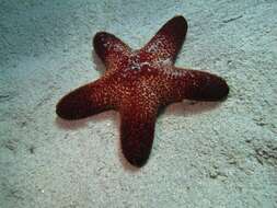 Image of Blunt Arm Sea Star