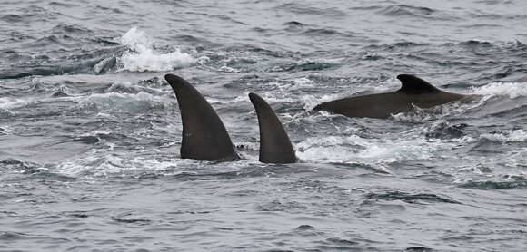 Image of giant beaked whale