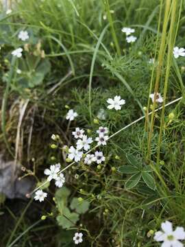 Image of Heliosperma pusillum (Waldst. & Kit.) Rchb.