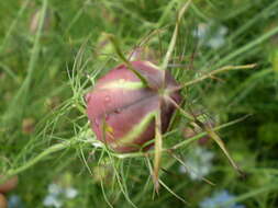 Image of devil in the bush