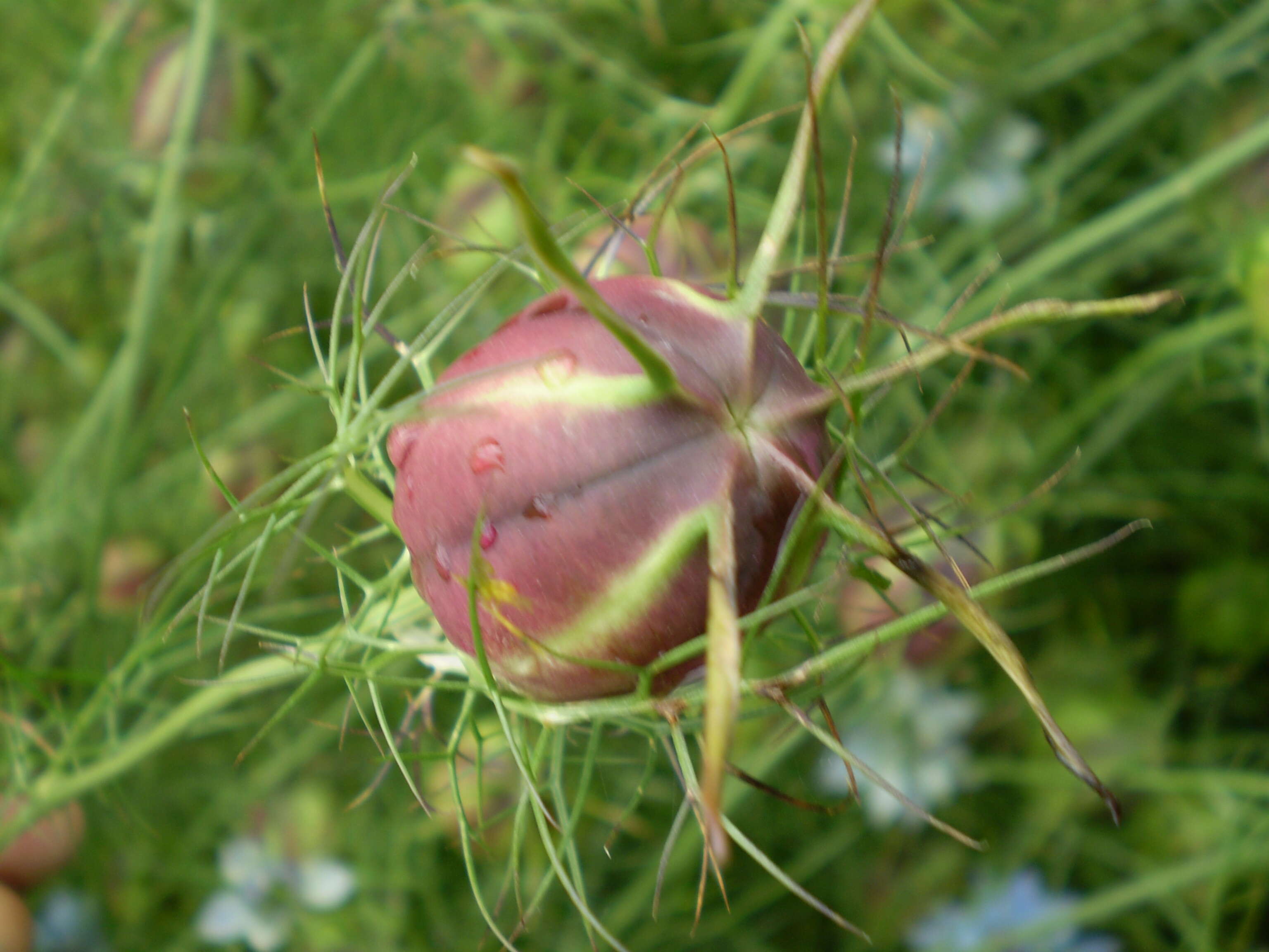 Image of devil in the bush