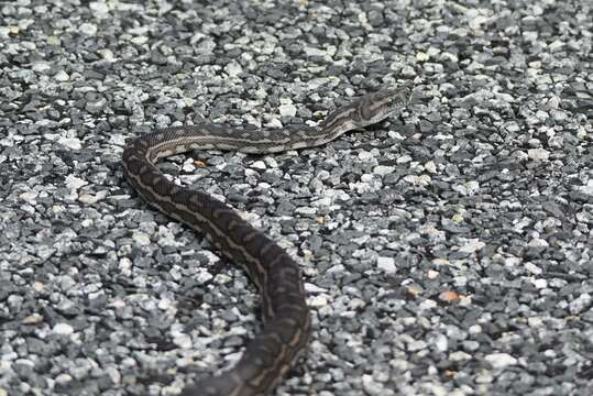 Image of Morelia spilota imbricata (L. A. Smith 1981)