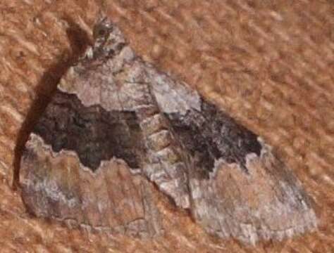 Image of large twin-spot carpet