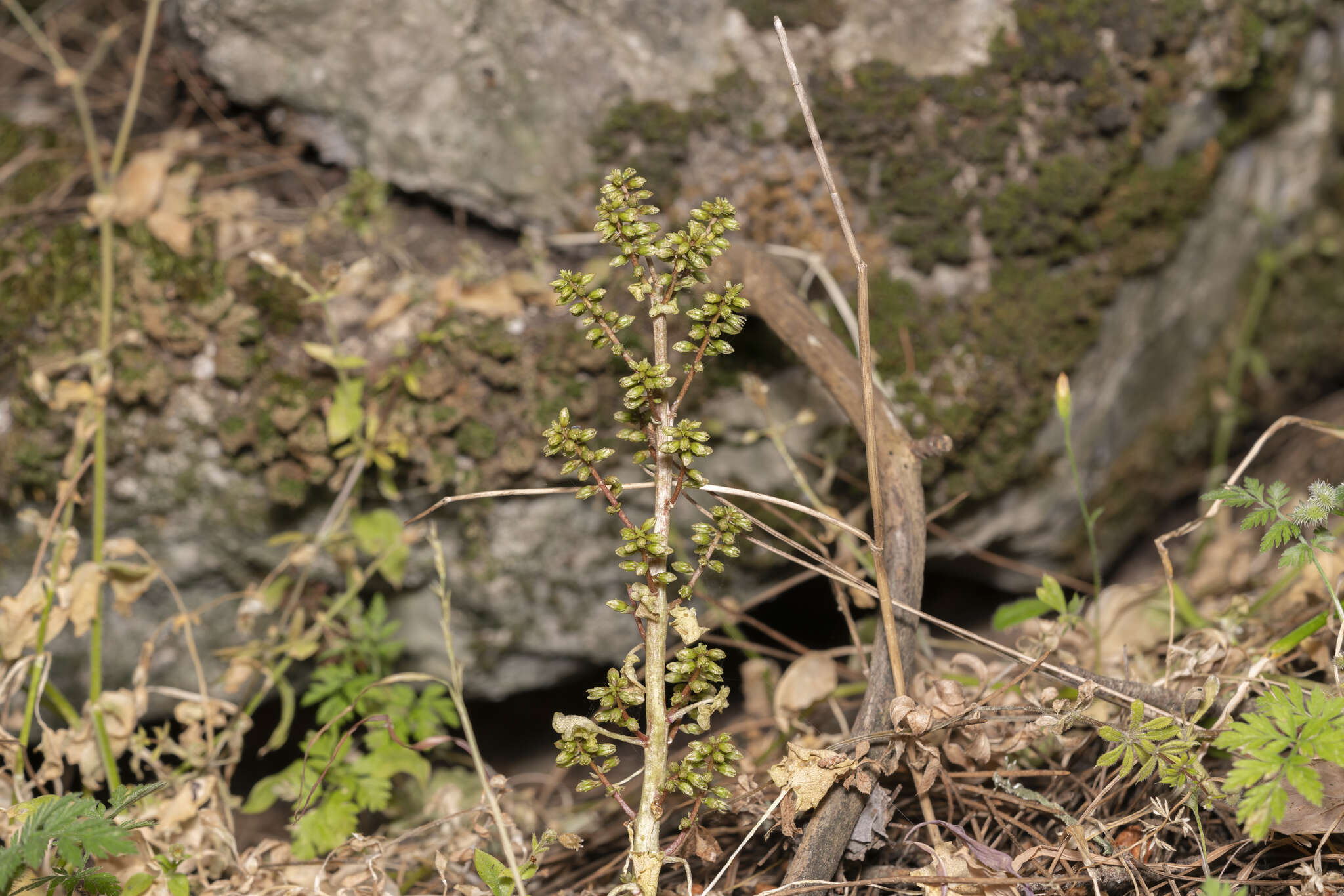 Imagem de Umbilicus parviflorus (Desf.) DC.