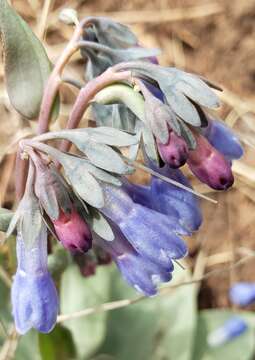 Image of Macdougal's bluebells