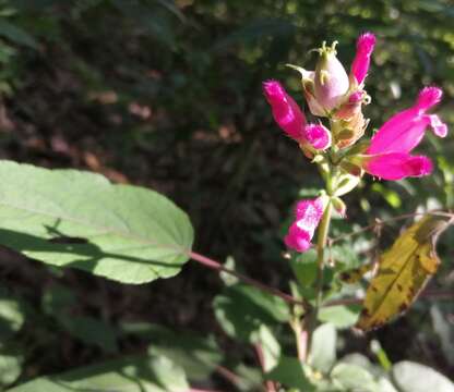 Image of Rosyleaf Sage