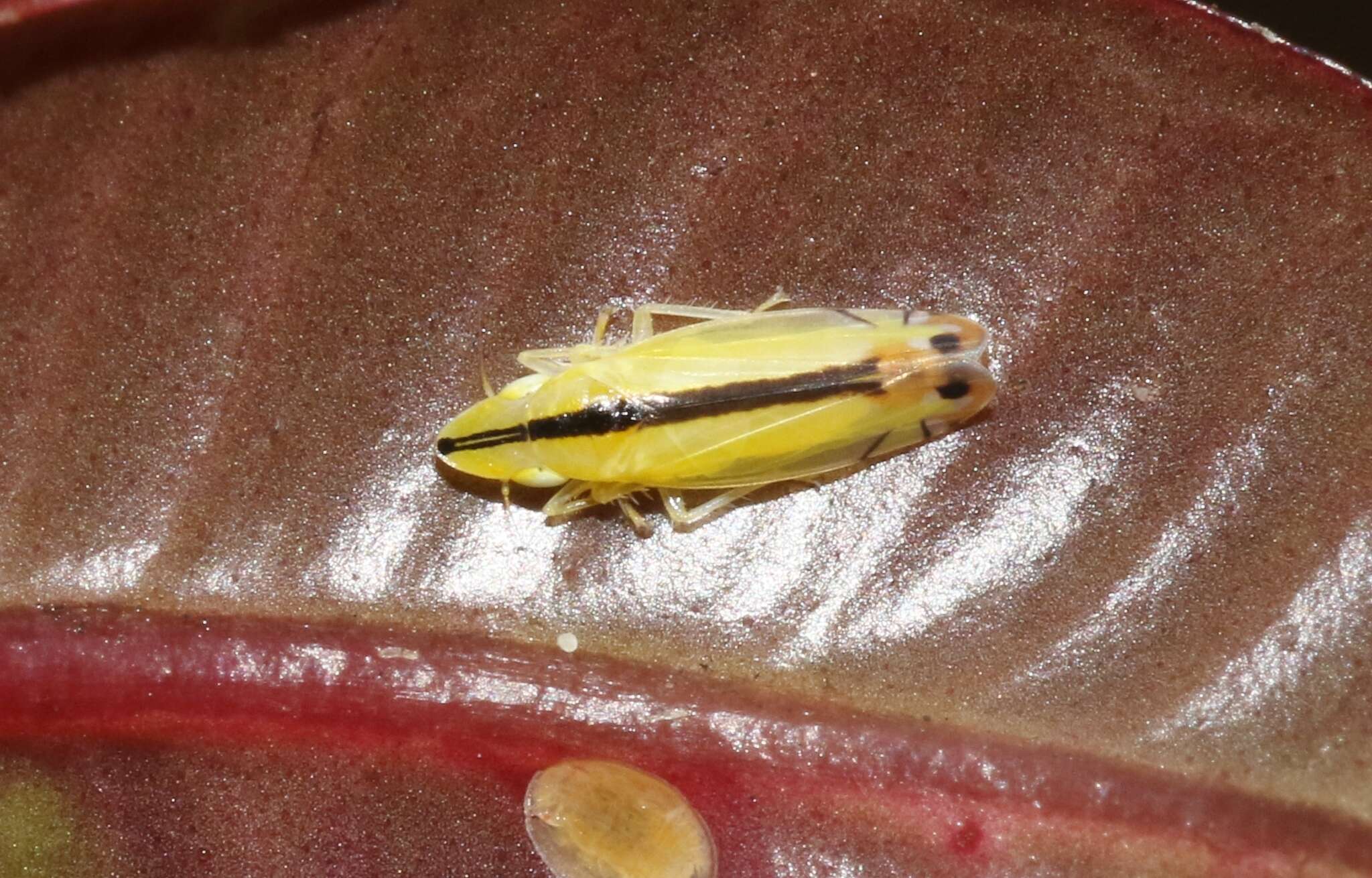 Image of Two-spotted leafhopper