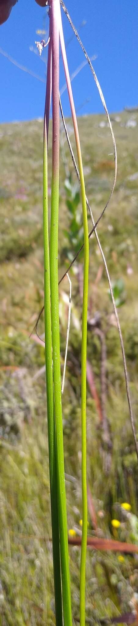 Image of Trachyandra esterhuysenae Oberm.