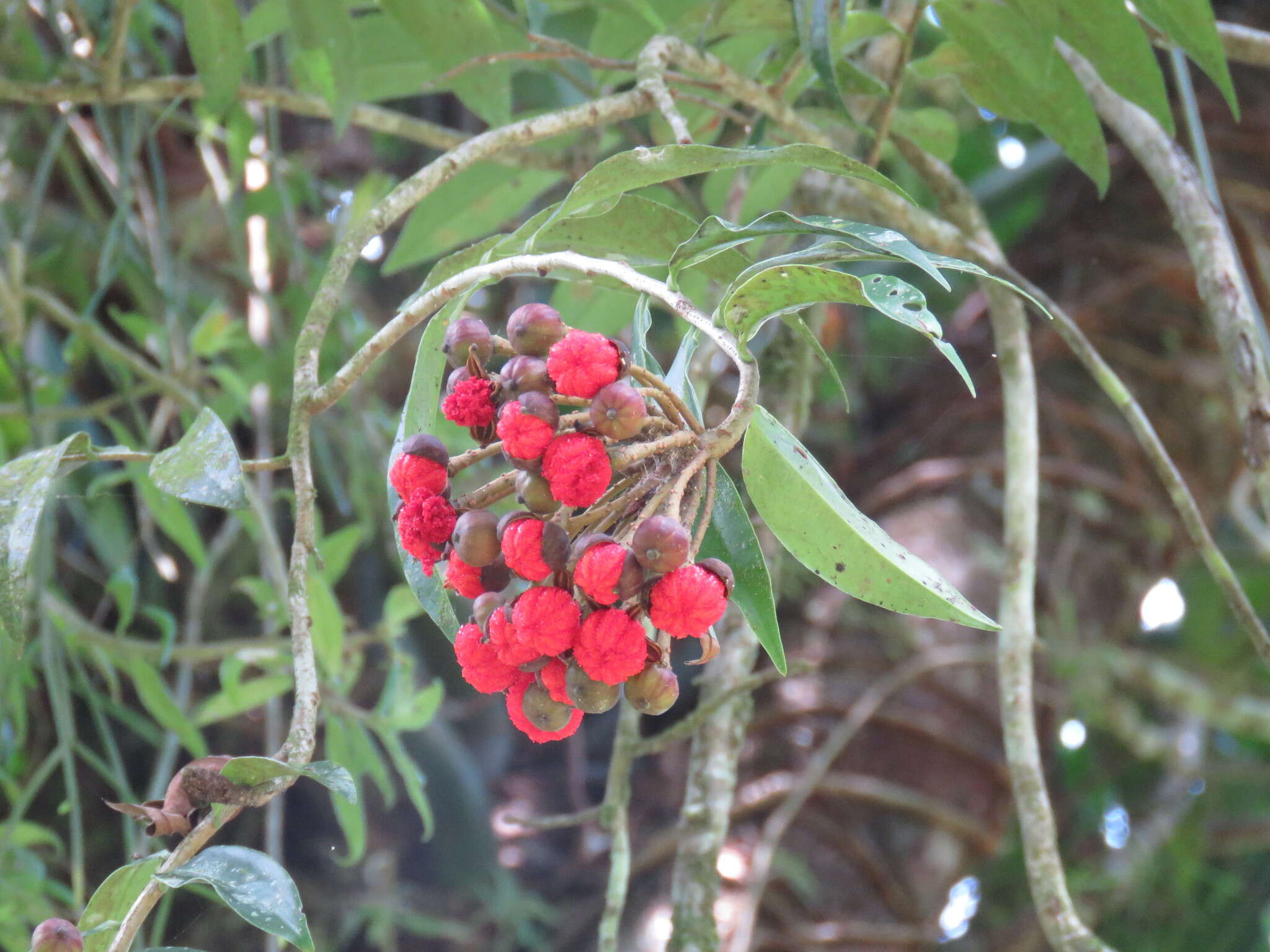 Image of Marcgravia mexicana Gilg