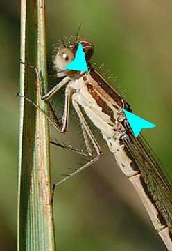 Image of Common Winter Damsel