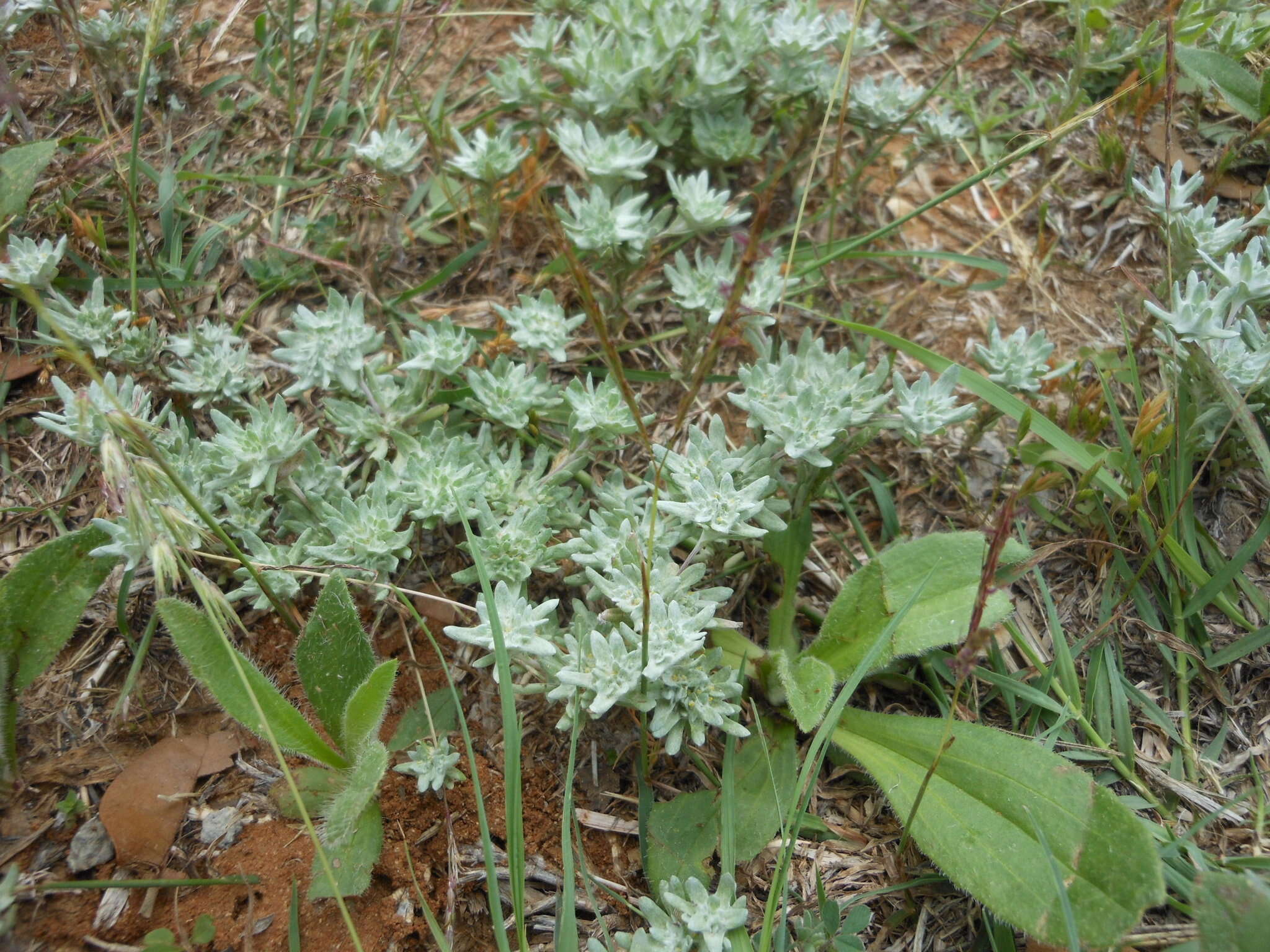 Image of bighead pygmycudweed