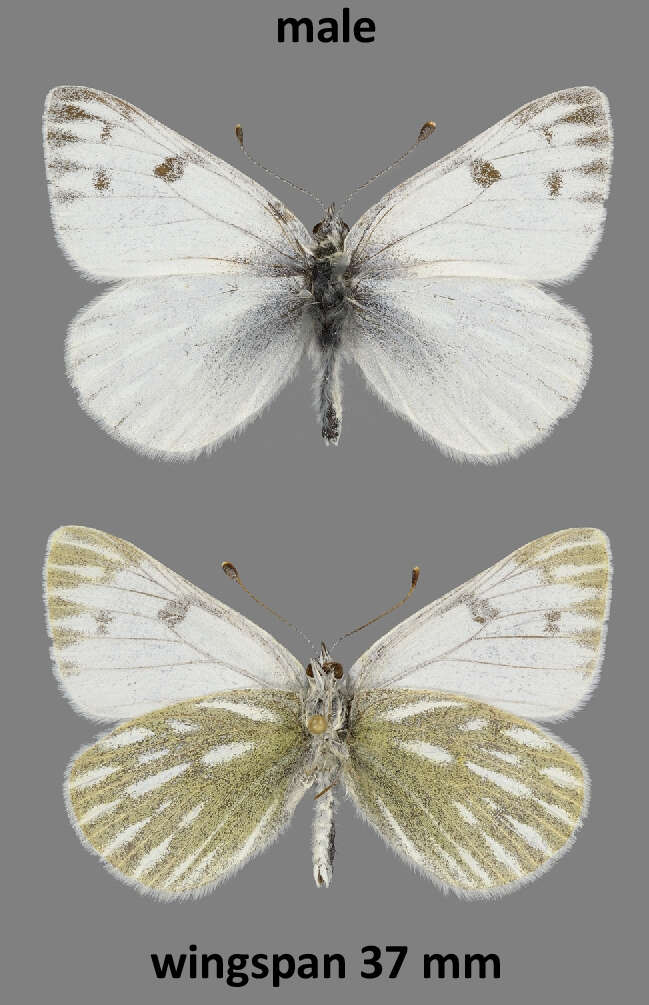 Слика од <i>Pontia occidentalis nelsoni</i>