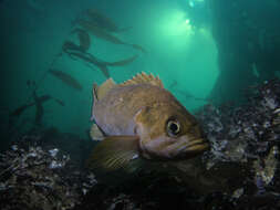 Image of Kelp rockfish