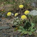 Image of Craspedia uniflora var. subhispida Allan