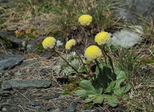 Image of Craspedia uniflora var. subhispida Allan