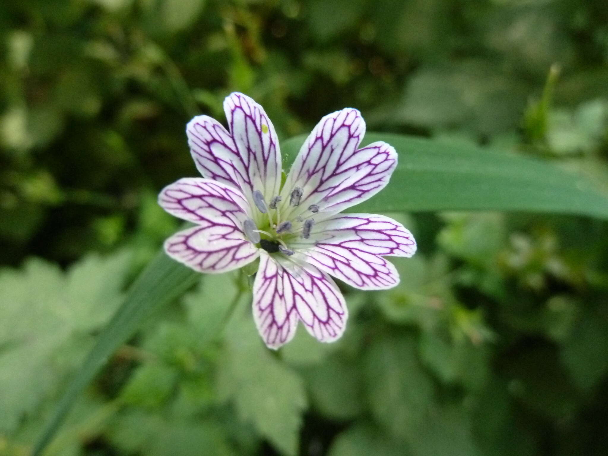 Image of Pencilled Crane's-bill