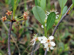 Imagem de Prunus pumila L.