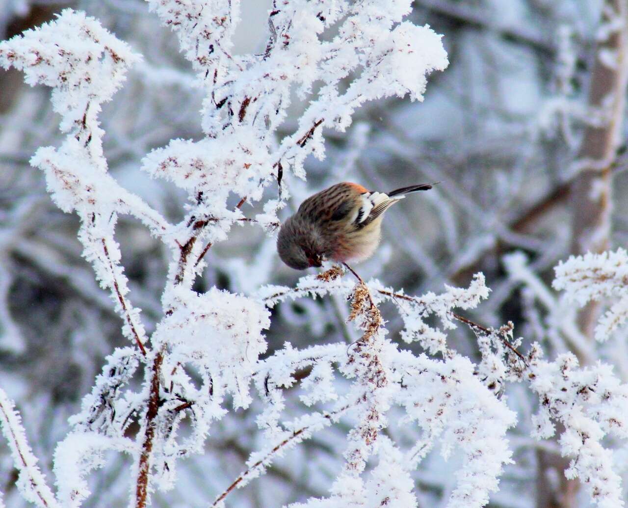 Image of Long-tailed Rosefinch