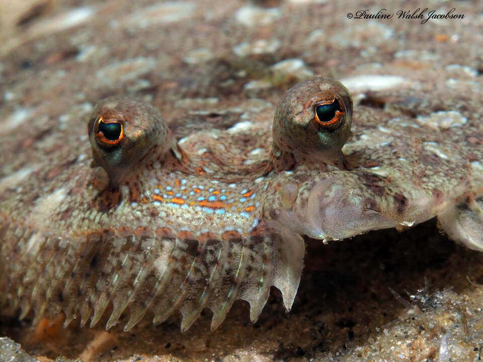 Image of Eyed Flounder