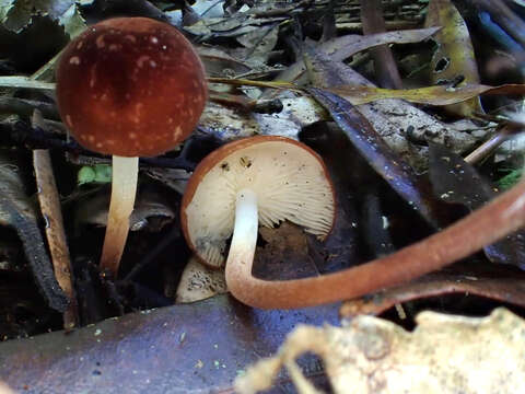 Image of Marasmius croceus G. Stev. 1964