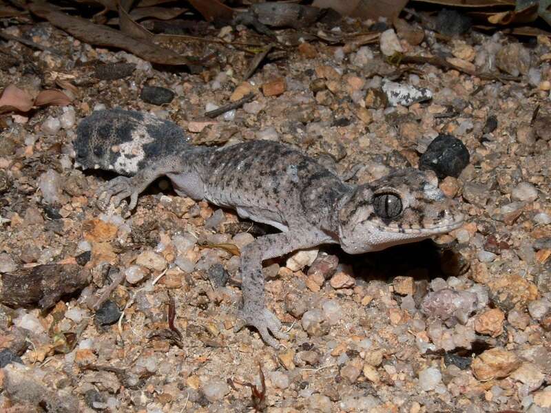 Image of Border Thick-tailed Gecko