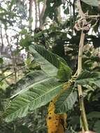 Image of Solanum oblongifolium Humb. & Bonpl. ex Dun.