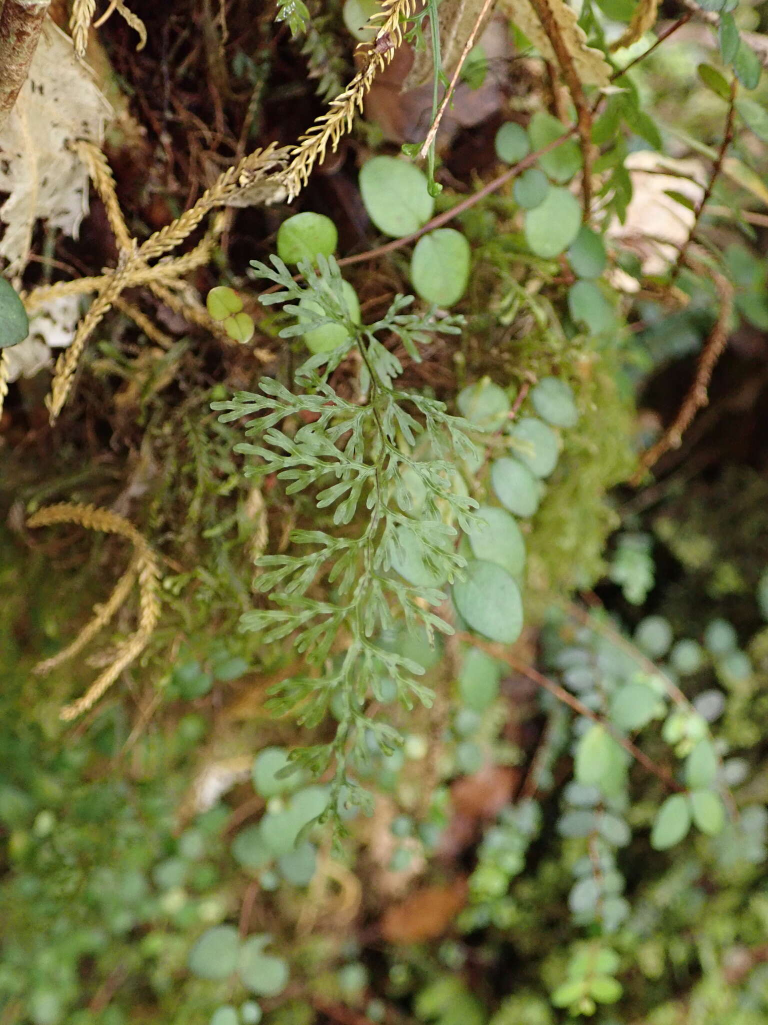 Imagem de Hymenophyllum pluviatile Perrie & Brownsey