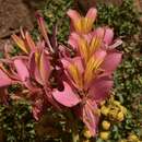 Image of Alstroemeria ligtu subsp. splendens Muñoz-Schick