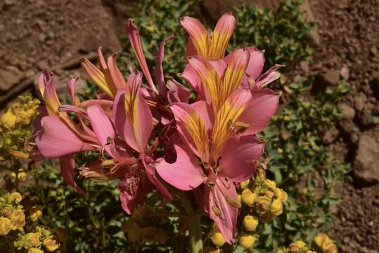 Image of Alstroemeria ligtu subsp. splendens Muñoz-Schick