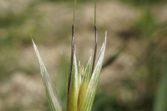 صورة Avena sterilis subsp. ludoviciana (Durieu) Gillet & Magne