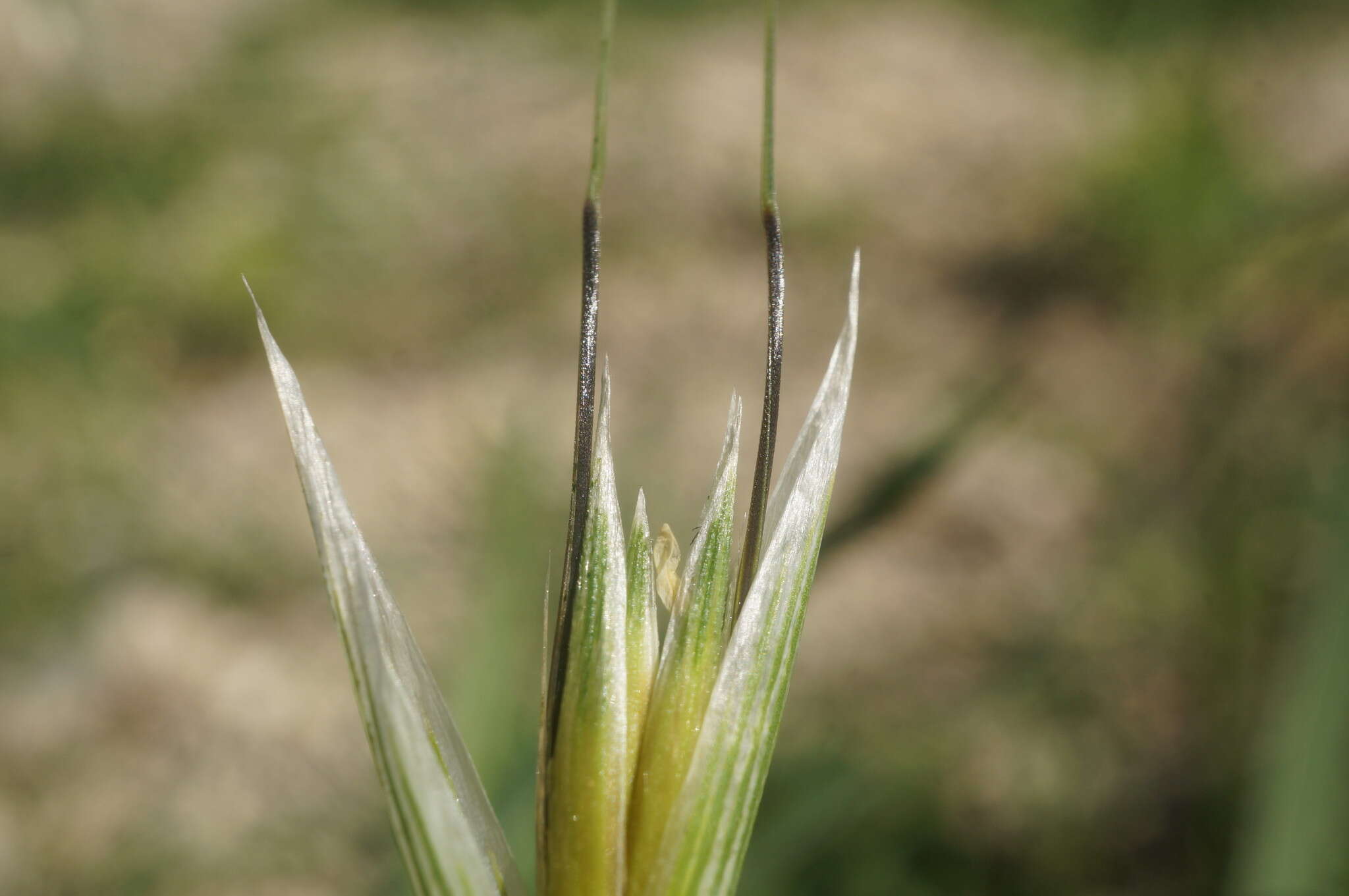 Image of Avena sterilis subsp. ludoviciana (Durieu) Gillet & Magne