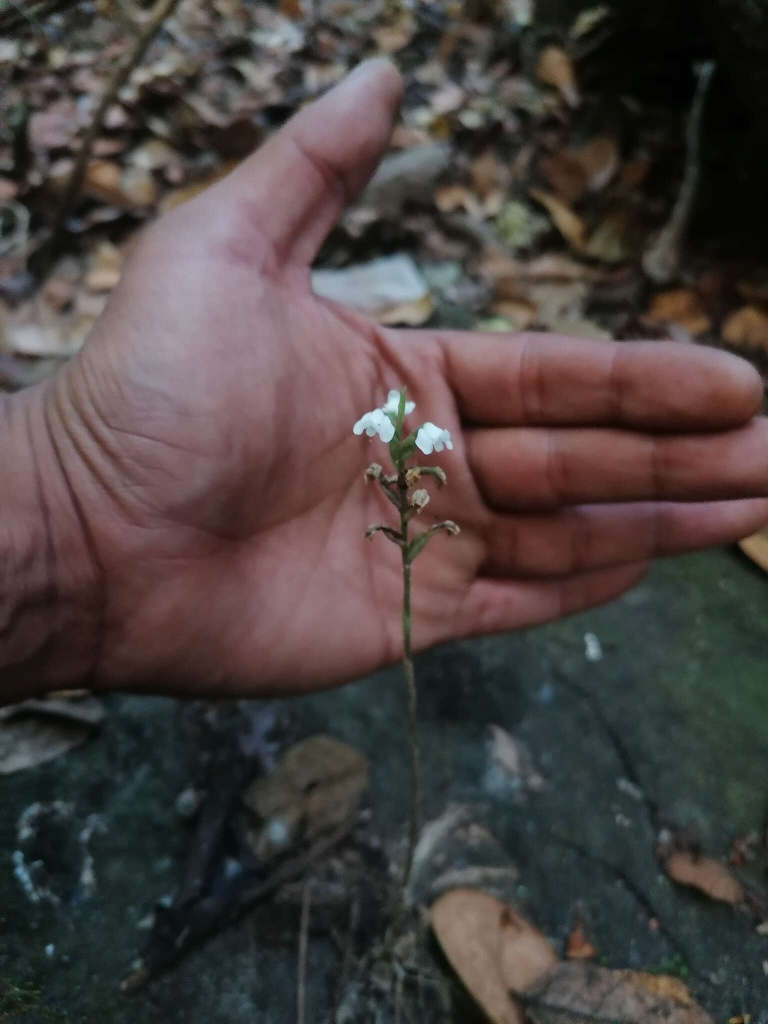 Aulosepalum nelsonii (Greenm.) Garay resmi