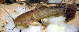 Image of Callichthys