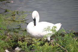 Image of Trumpeter Swan