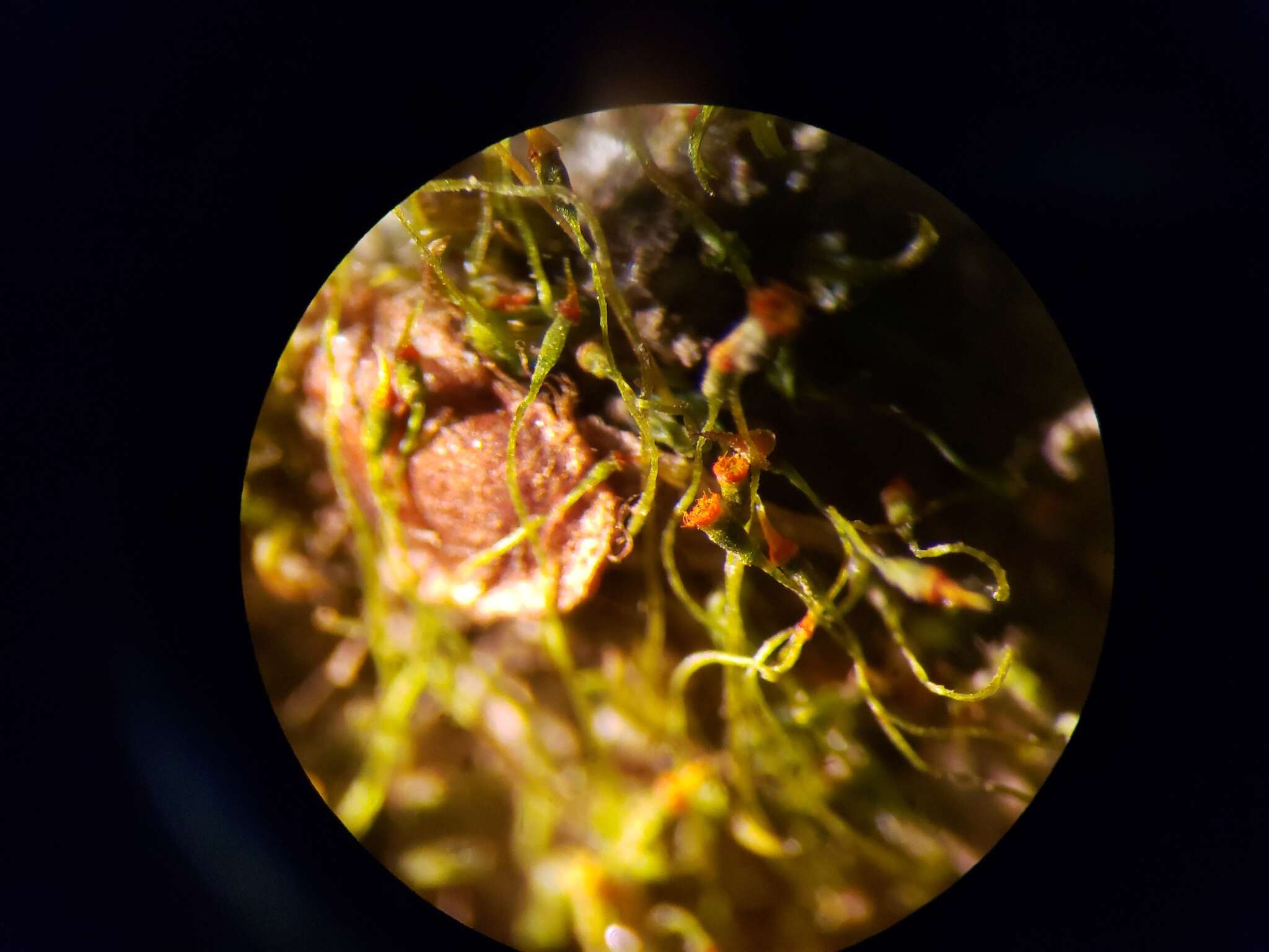 Image of fissidens moss