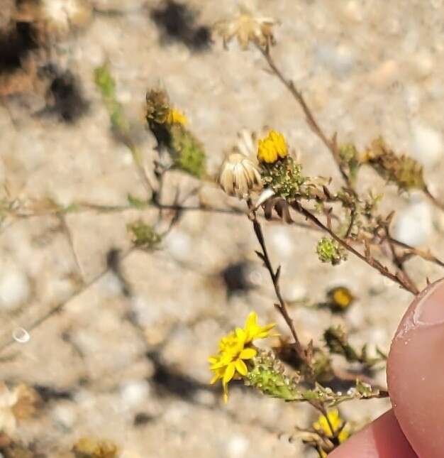 Plancia ëd Lessingia pectinata Greene