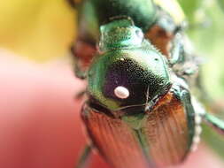 Image of Winsome Fly