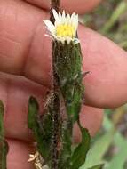 Image of Noticastrum calvatum (Baker) Cuatrec.