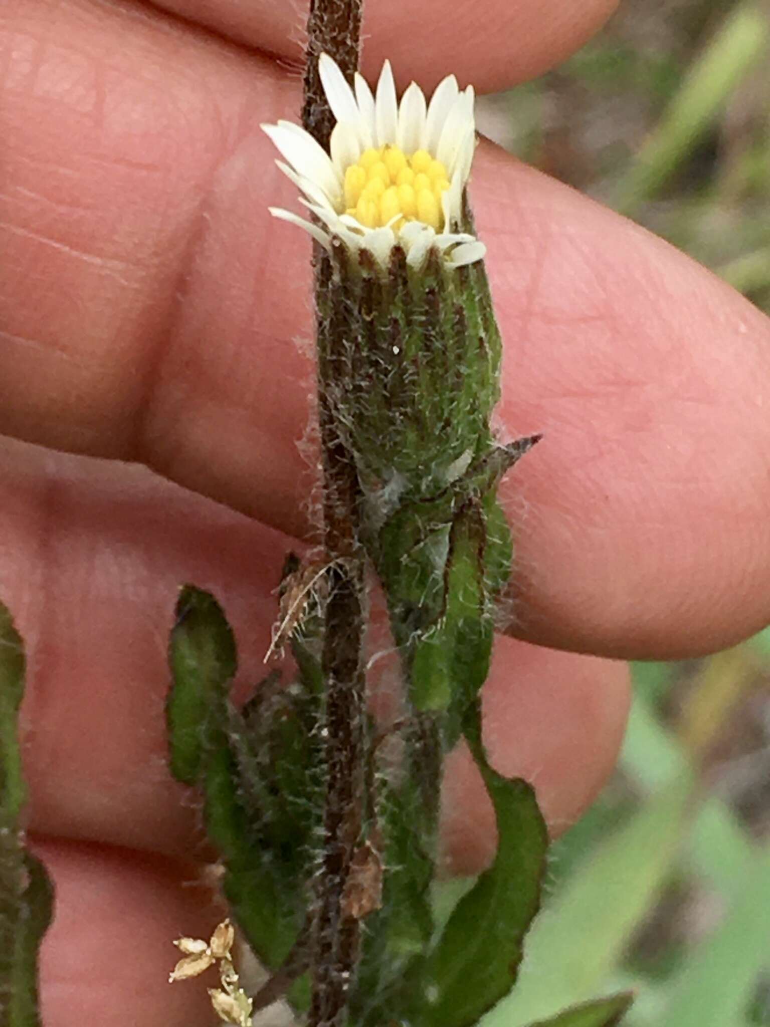 Image of Noticastrum calvatum (Baker) Cuatrec.