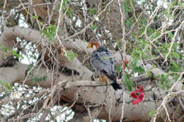 Image of Red-headed Falcon