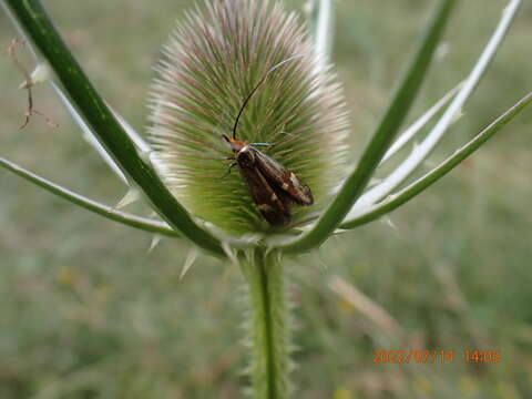 Слика од Nemophora raddaella Hübner 1793