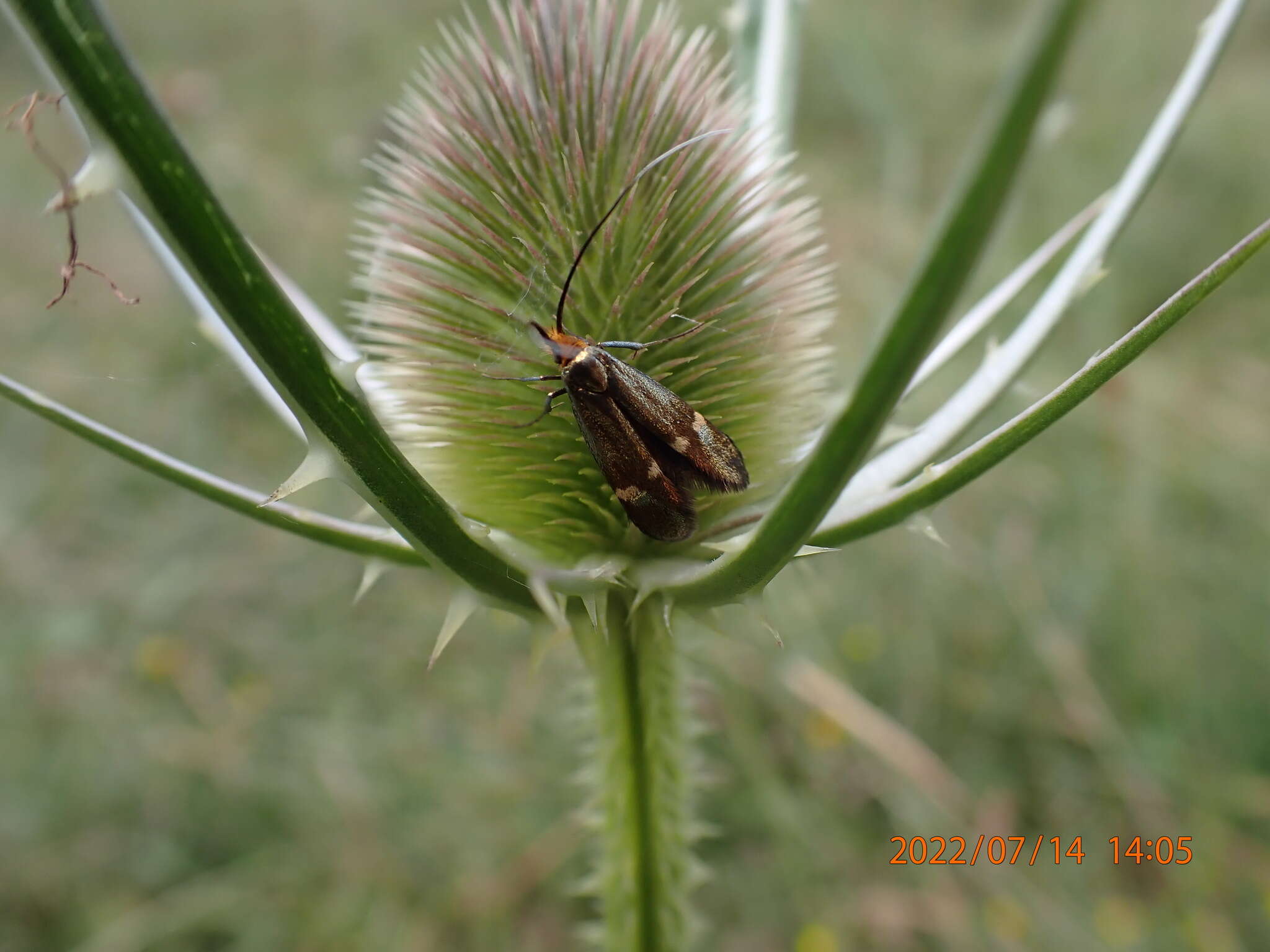 Image of Nemophora raddaella Hübner 1793